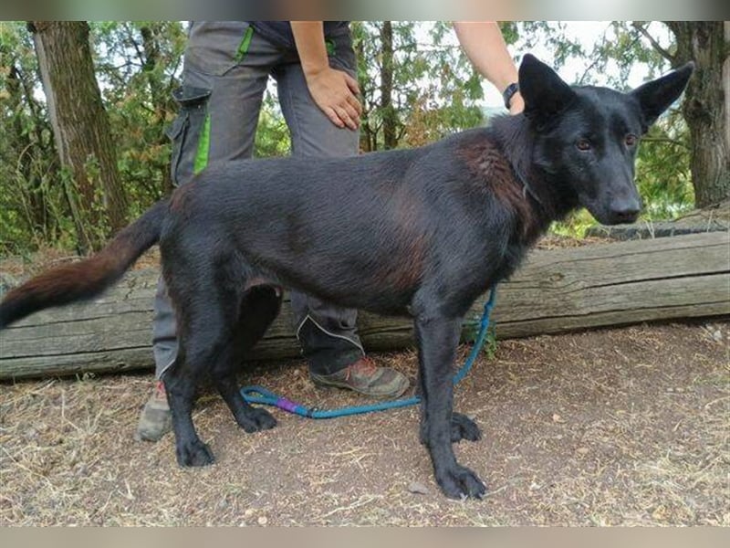 Joelene, Schäferhund Mischling