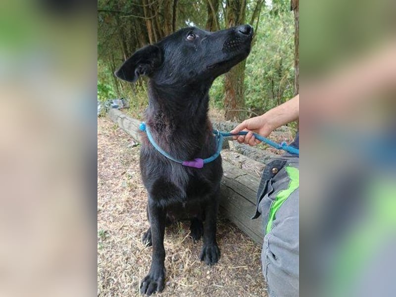 Joelene, Schäferhund Mischling