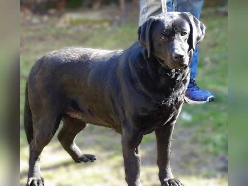 Linda, Labrador Mischling