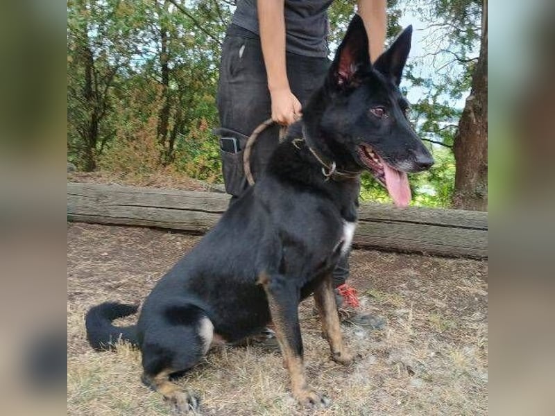 Blackie, Schäferhund Mischling