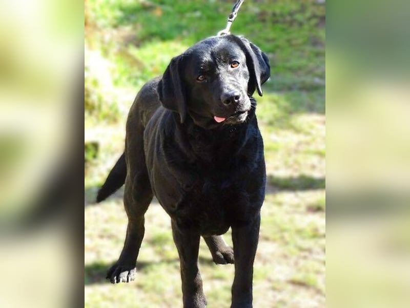 Linda, Labrador Mischling