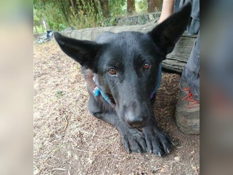 Joelene, Schäferhund Mischling