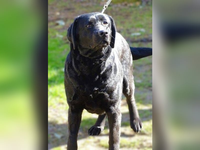 Linda, Labrador Mischling