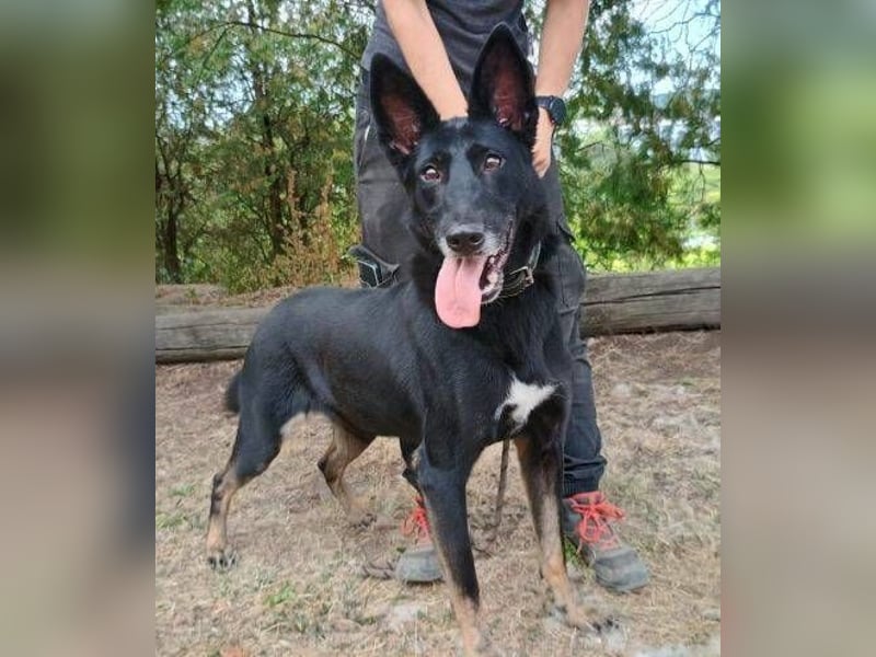 Blackie, Schäferhund Mischling
