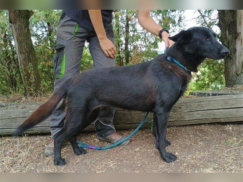 Joelene, Schäferhund Mischling