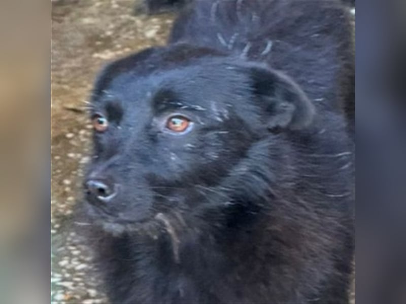Winnie, Mischling