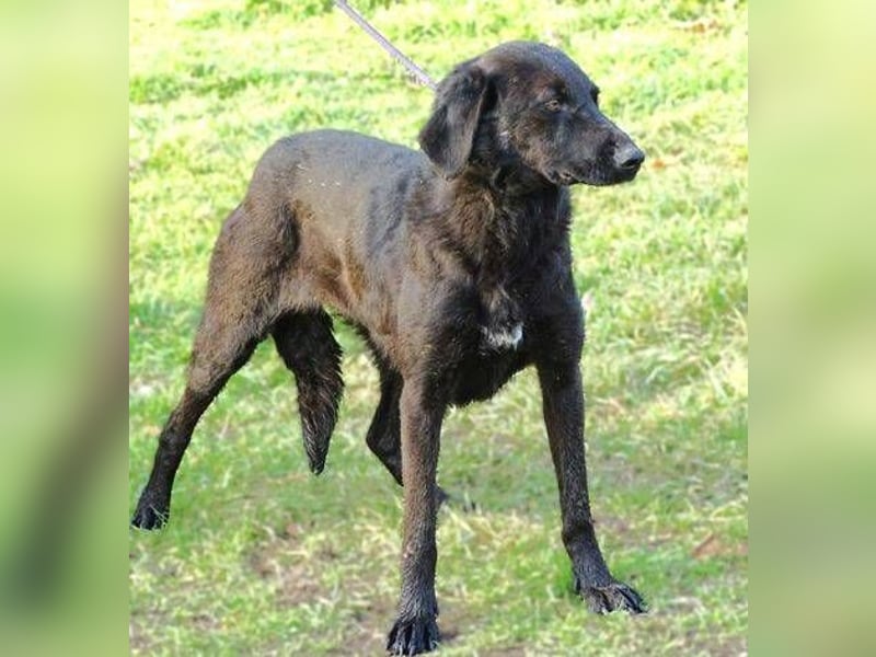 Tina 2, Mischling