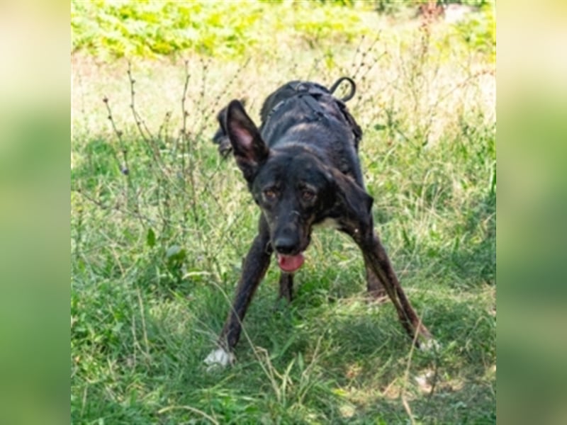 Concorde – fröhliches Hundemädchen