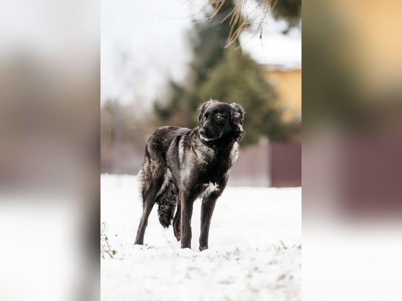 Vorsichtige Tama sucht liebevolles Zuhause