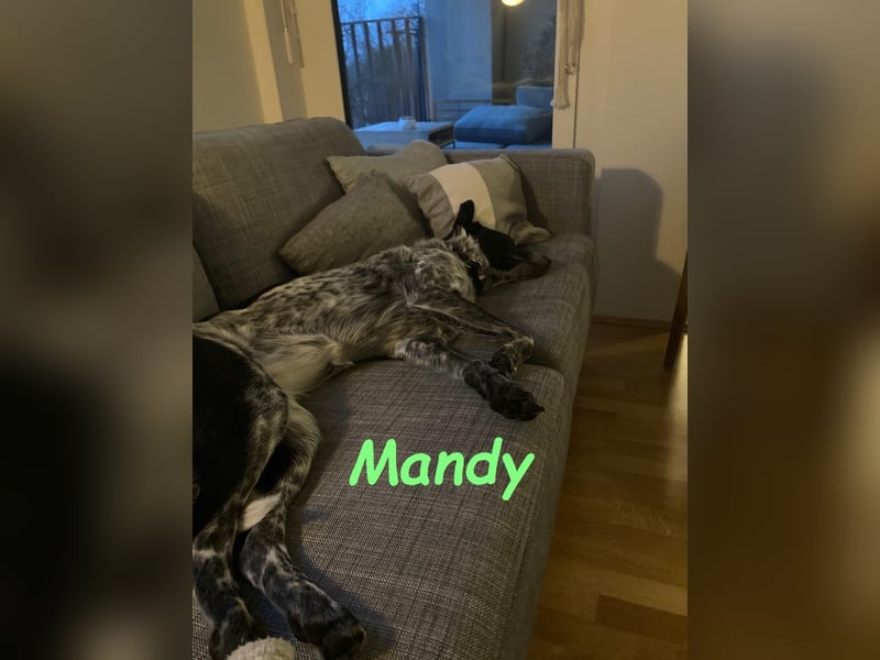 Mandy 04/2021 (in Deutschland) - lernwillige und verspielte, wunderschöne Hündin!