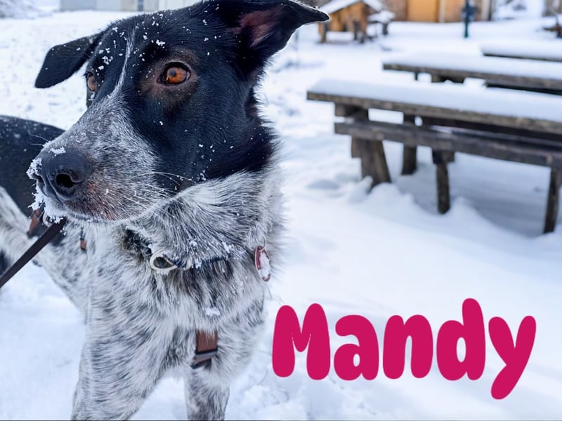 Mandy 04/2021 (in Deutschland) - lernwillige und verspielte, wunderschöne Hündin!