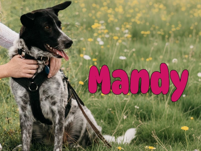 Mandy 04/2021 (in Deutschland) - lernwillige und verspielte, wunderschöne Hündin!