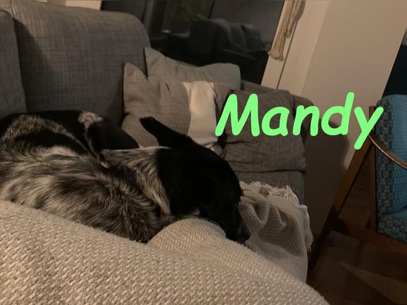 Mandy 04/2021 (in Deutschland) - lernwillige und verspielte, wunderschöne Hündin!