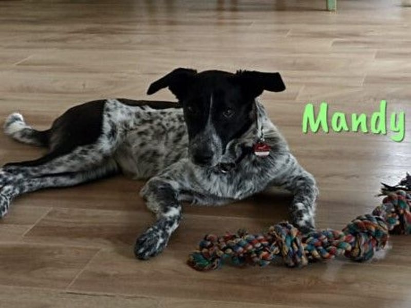 Mandy 04/2021 (in Deutschland) - lernwillige und verspielte, wunderschöne Hündin!