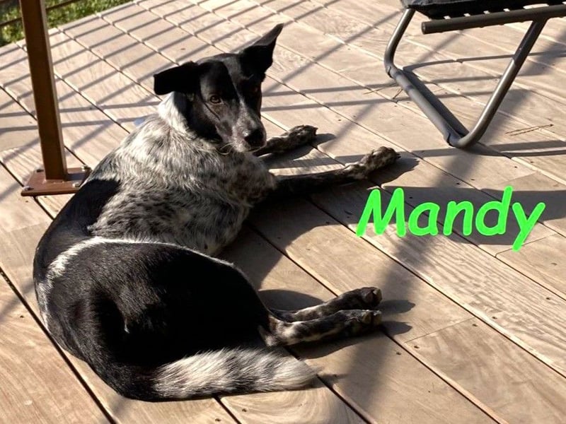 Mandy 04/2021 (in Deutschland) - lernwillige und verspielte, wunderschöne Hündin!