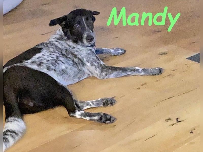 Mandy 04/2021 (in Deutschland) - lernwillige und verspielte, wunderschöne Hündin!