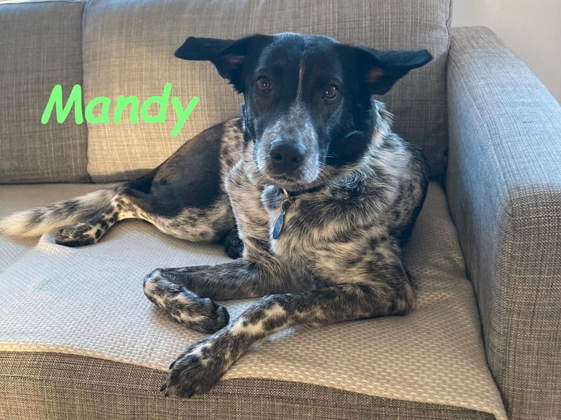 Mandy 04/2021 (in Deutschland) - lernwillige und verspielte, wunderschöne Hündin!