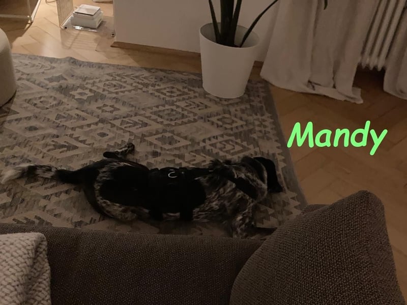 Mandy 04/2021 (in Deutschland) - lernwillige und verspielte, wunderschöne Hündin!