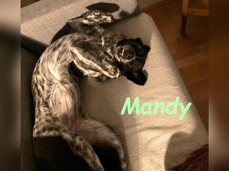 Mandy 04/2021 (in Deutschland) - lernwillige und verspielte, wunderschöne Hündin!