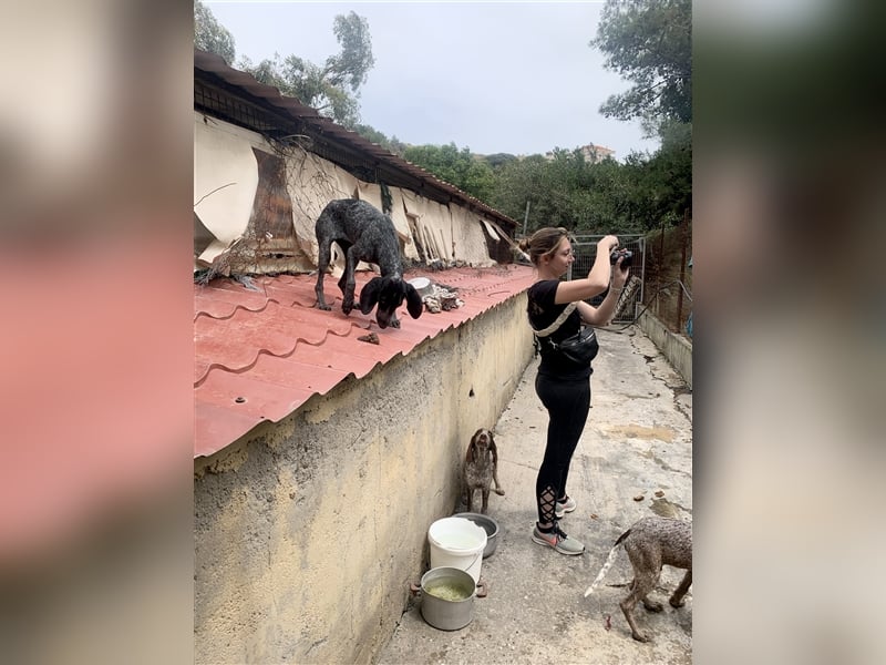Junge Hundemama RENA sucht eine eigene Familie!