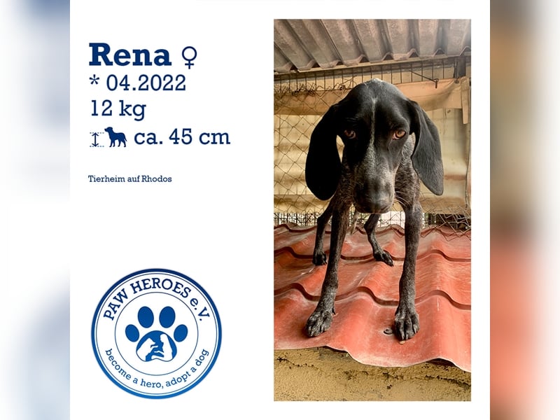 Junge Hundemama RENA sucht eine eigene Familie!