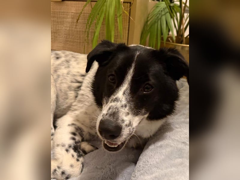 ⭐️TOVA⭐️, Hündin, 1 Jahr, 37 cm, Mischling, Tierschutz