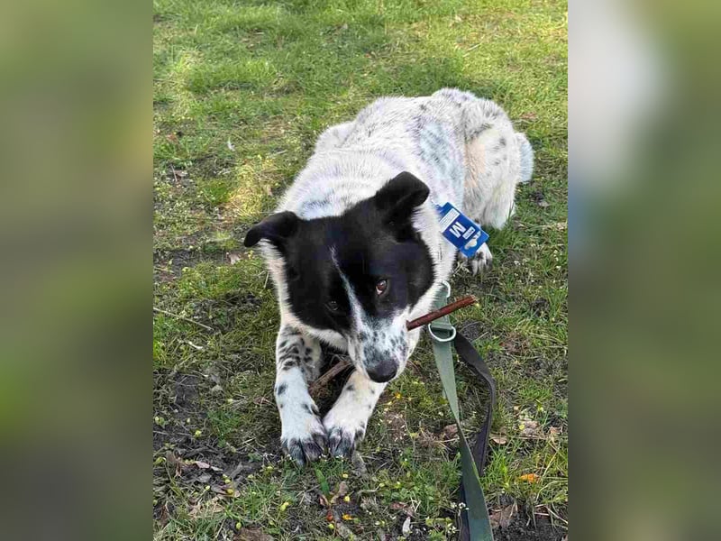 ⭐️TOVA⭐️, Hündin, 1 Jahr, 37 cm, Mischling, Tierschutz
