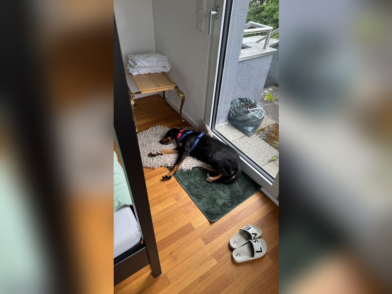 Joy sucht ein zu Hause