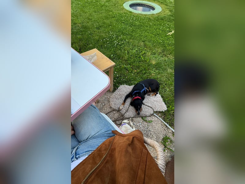 Joy sucht ein zu Hause