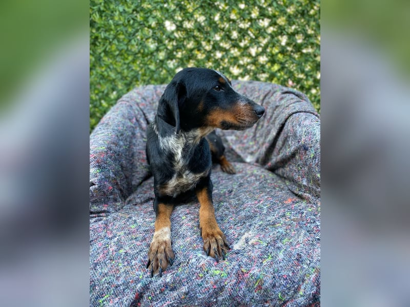 Joy sucht ein zu Hause
