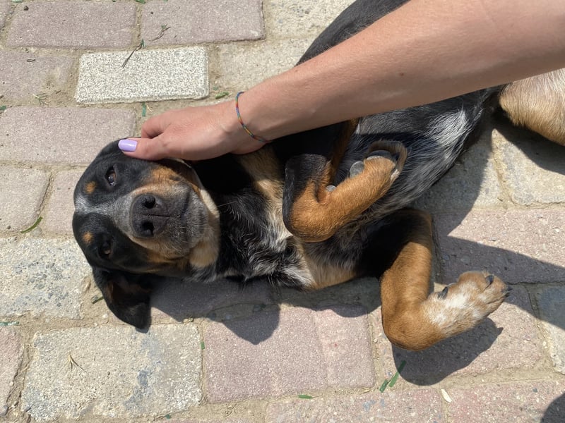 Joy sucht ein zu Hause