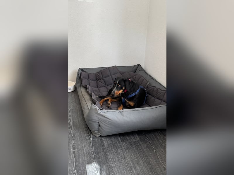 Joy sucht ein zu Hause