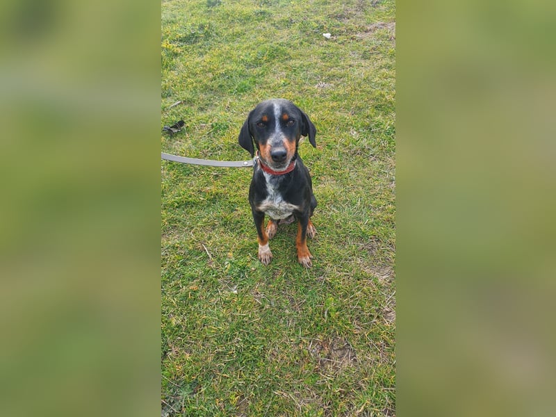 Joy sucht ein zu Hause