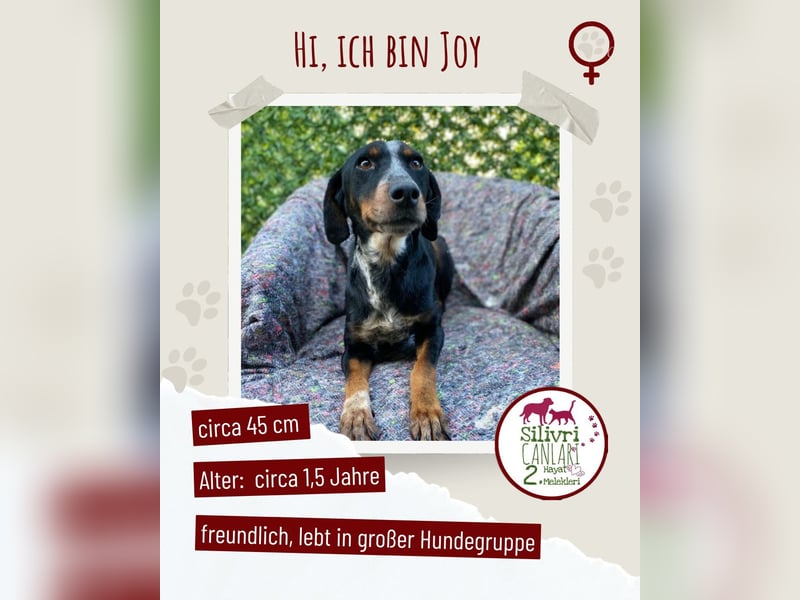 Joy sucht ein zu Hause
