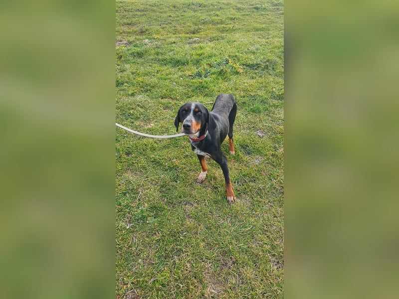 Joy sucht ein zu Hause