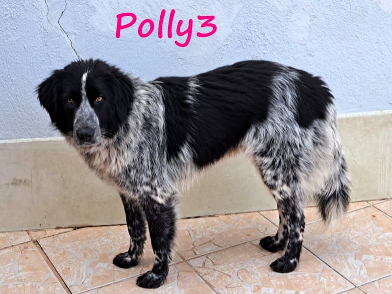 Polly3 05/2023 (GRC) - neugierige und freundliche, wunderschöne Hündin!
