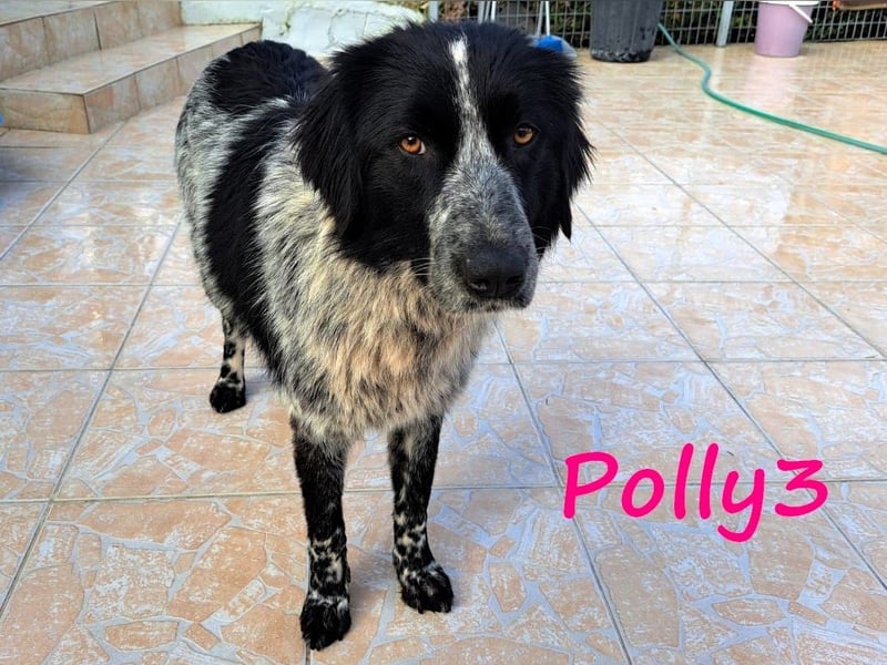 Polly3 05/2023 (GRC) - neugierige und freundliche, wunderschöne Hündin!