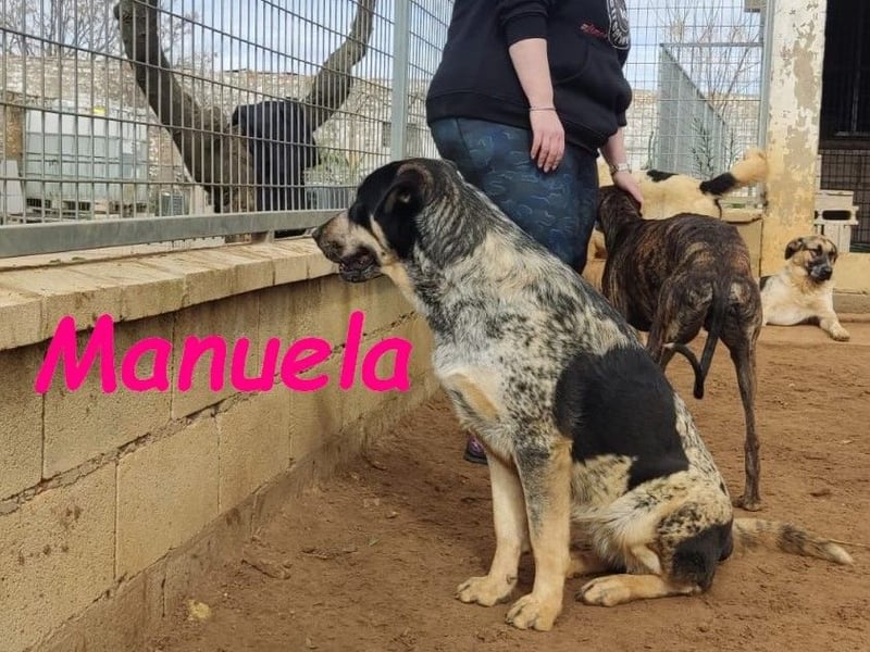 Manuela 12/2023 (ESP) - harmonische, gutmütige und lustige Junghündin!