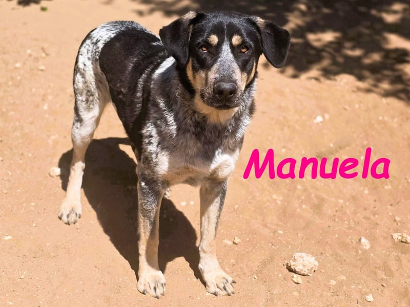 Manuela 12/2023 (ESP) - harmonische, gutmütige und lustige Junghündin!