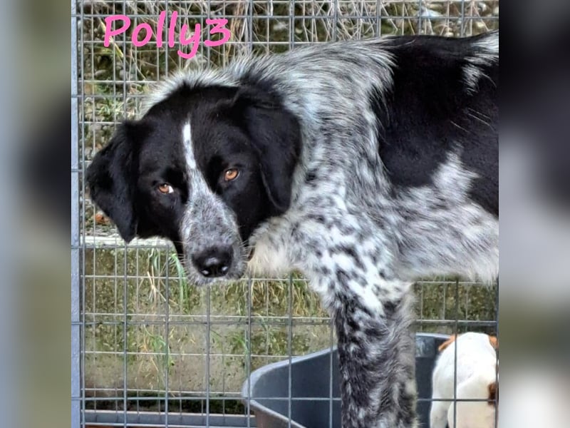 Polly3 05/2023 (GRC) - neugierige und freundliche, wunderschöne Hündin!