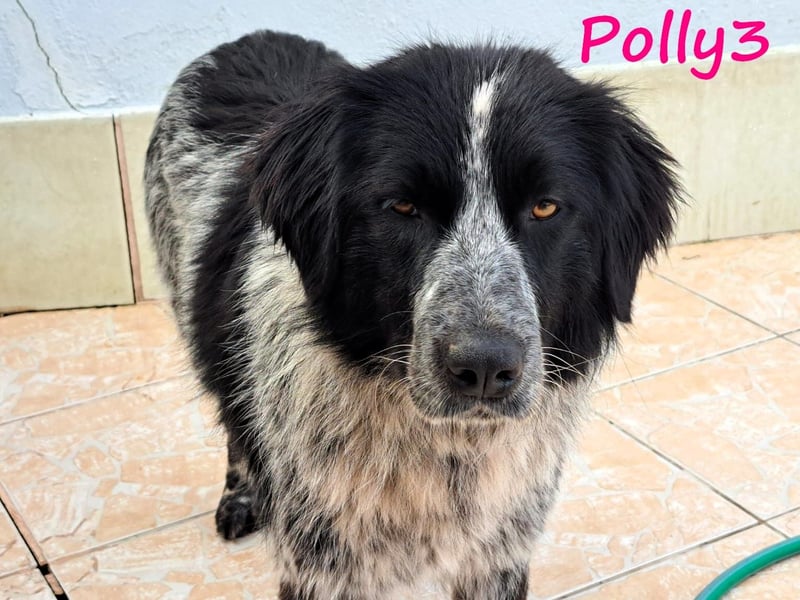 Polly3 05/2023 (GRC) - neugierige und freundliche, wunderschöne Hündin!