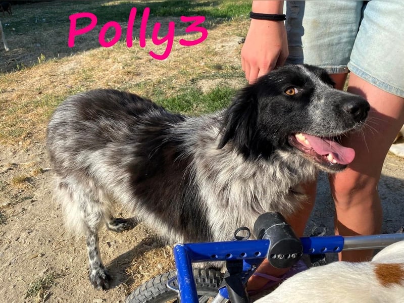 Polly3 geb. 05/2023 (GRC) - neugierige und freundliche, wunderschöne Hündin!