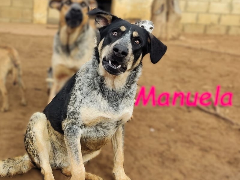 Manuela 12/2023 (ESP) - harmonische, gutmütige und lustige Junghündin!