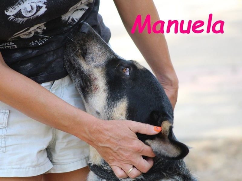 Manuela 12/2023 (ESP) - harmonische, gutmütige und lustige Junghündin!