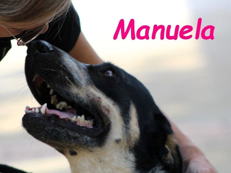 Manuela 12/2023 (ESP) - harmonische, gutmütige und lustige Junghündin!