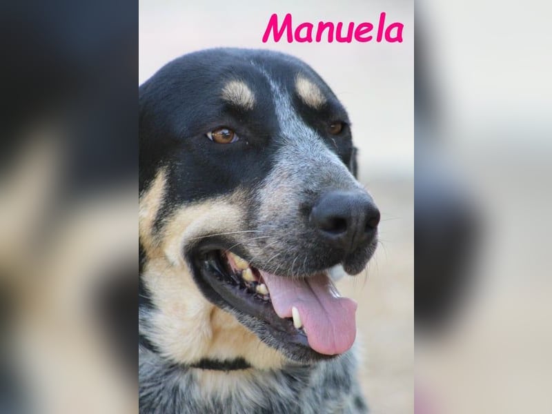 Manuela 12/2023 (ESP) - harmonische, gutmütige und lustige Junghündin!