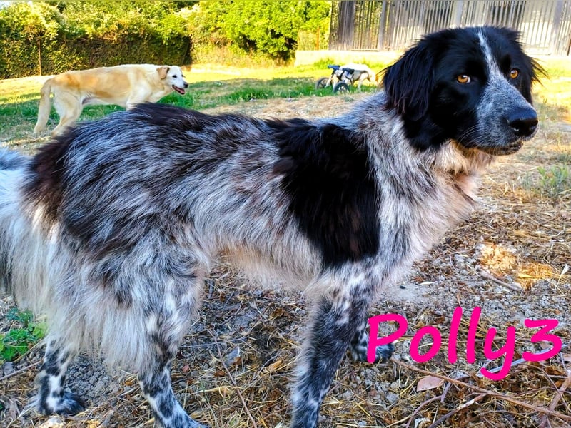 Polly3 geb. 05/2023 (GRC) - neugierige und freundliche, wunderschöne Hündin!