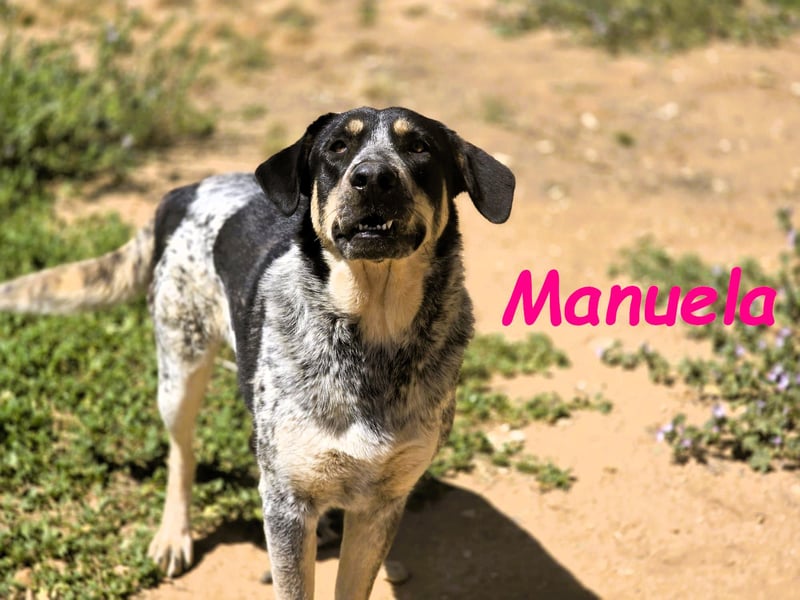 Manuela 12/2023 (ESP) - harmonische, gutmütige und lustige Junghündin!