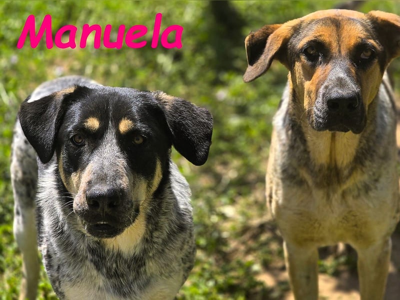 Manuela 12/2023 (ESP) - harmonische, gutmütige und lustige Junghündin!