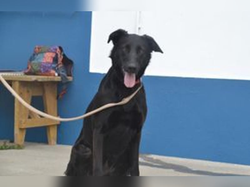 Lily, eine freundliche und gutmütige Familienhündin